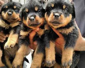 Cachorros De Rottweiller Padre Con Pedigree Para Reservar!!