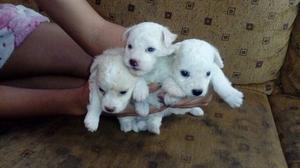 Cachorros Poodle 2 Meses