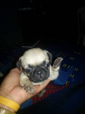 Cachorros Pug Carlino 100%