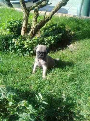 Cachorros Pug Carlino