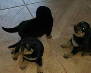 Cachorros Rotwailer Padre Con Pedigri