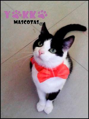 Collar Con Moño O Corbata Para Gato Yokko Mascotas