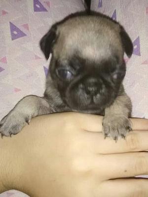 Pug Carlino Cachorros