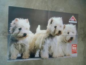 Afiches De Varias Razas Caninas