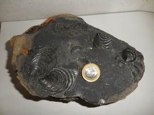 Antigua Roca Inoceramus.ammonites Del Cretácico Preguntar