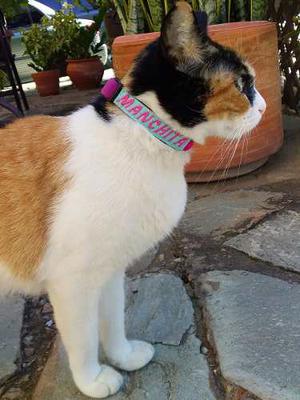 Collar Para Gatos - Facil Liberacion - Con Bordado