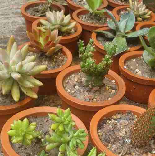 Arreglitos Con Plantas Suculentas,cactus Y Crasas(docena)