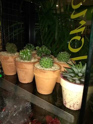 Mini Cactus En Materos De Arcilla