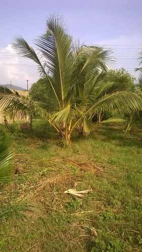 Palma Coco Verde Y Amarillo De 6 Mts