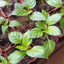 Plantulas De Aji, Pocho Apureño,llaneron,semillas Certifica