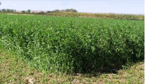 Semillas Certificadas De Alfalfa Para Siembra O Para Rebrote