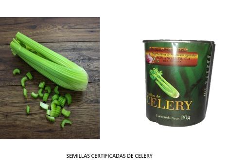 Semillas Certificadas De Celery Apio España 20 Gramos