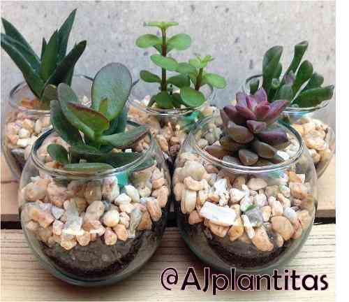 Terrarios De Cactus Suculentas Jade Arbol Del Dinero En Bol