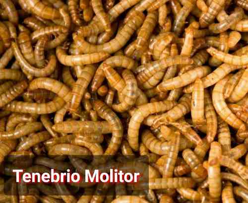 Tenebrios Molitor Alimento Vivo