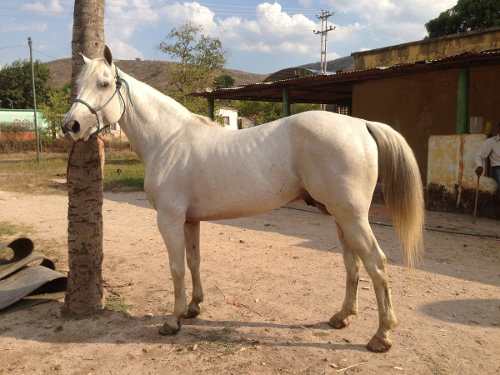 Caballos Y Yeguas Para Coleo Y Paseo