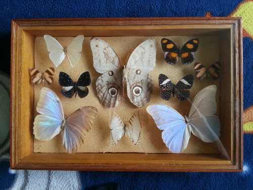 Coleccion De Mariposas Disecadas Varias Especies!