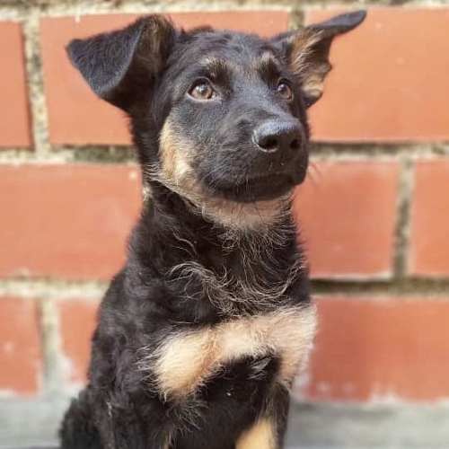 Cachorro Pastor Aleman