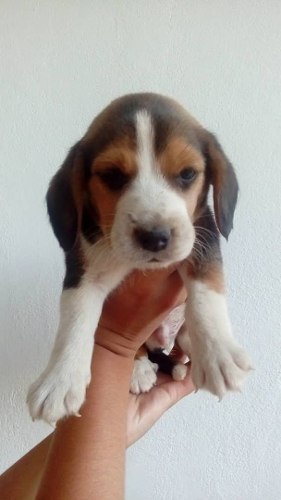 Cachorros Beagle 13 Pulgadas. Lea Descripcion