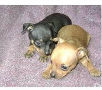Cachorros Pincher Con Chihuahua