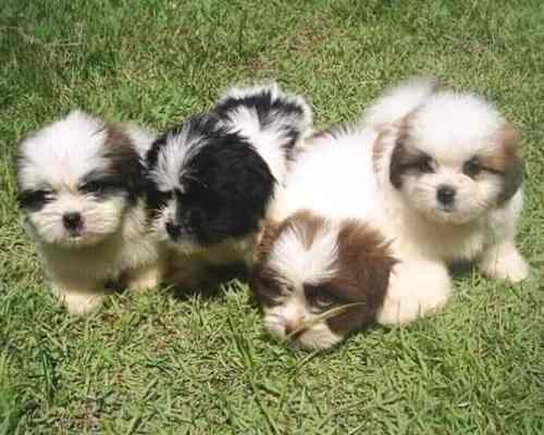 Cachorros Shihpoo