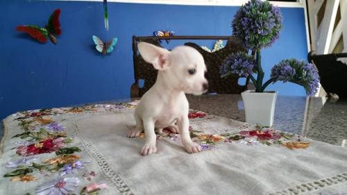 Hermosa Cachorra Chihuahua Con Pedigree