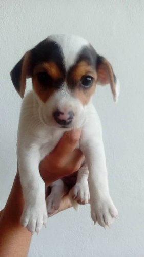 Jack Russel Lea Descripcion