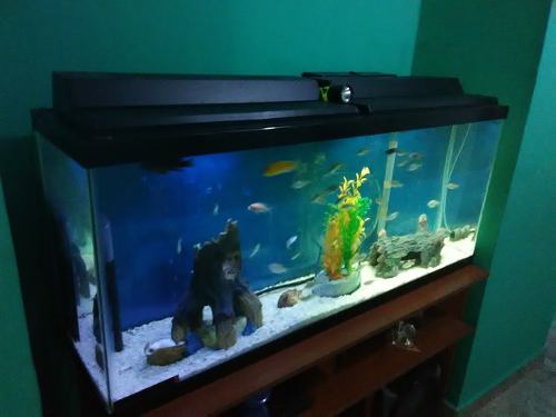 Acuario Marca Tetra 55 Galones Con Todo