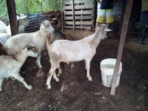 Cabras Canarias Buena Genética Padrotes Marrón Y Blanco