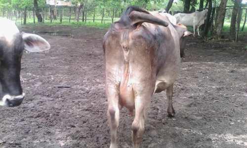 Venta De Mautas Campo