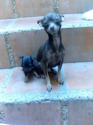 Cachorro Pincher Patas Cortas