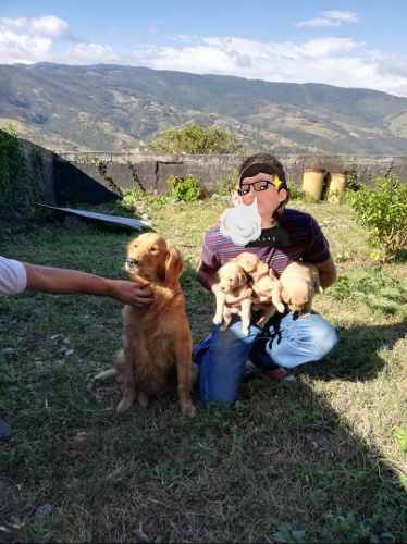 Cachorros Golden Retriever