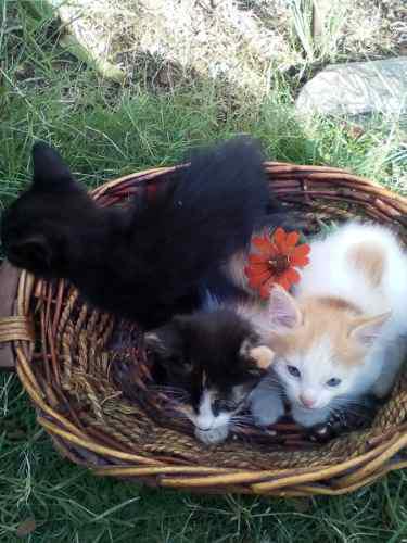 Gatos De 1 Mes De Nacidos, Madre Descendiente De Angora