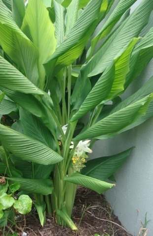 Planta Jardín Cúrcuma Curry Turmeric + Obsequio