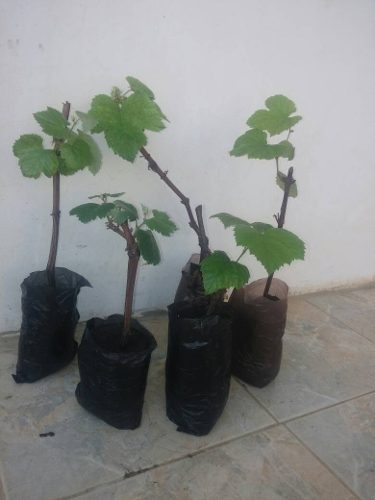 Plantacion De Uva Morada Enraizada Y Algunas Veces Floreada