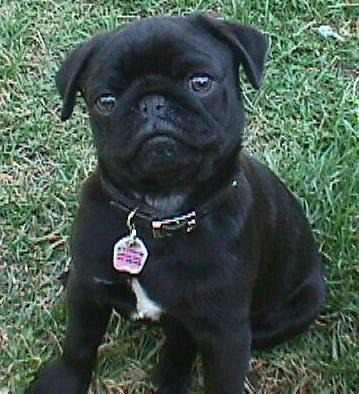 400 Trump Pug Carlino Cachorro Macho Negro 400verdes