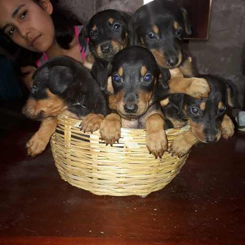 Cachorros Doberman Grandes