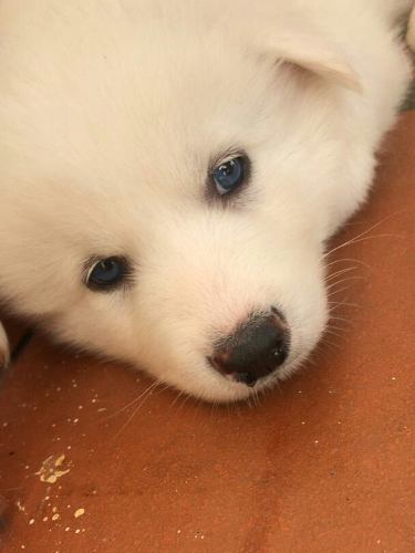 Cachorros Husky Con Malamute 100verdes