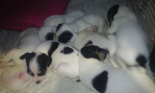 Cachorros Jack Russell