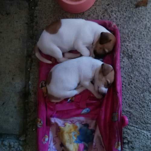 Jack Russell. Cachorras