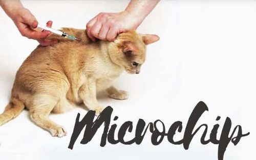 Microchips Para Mascotas.