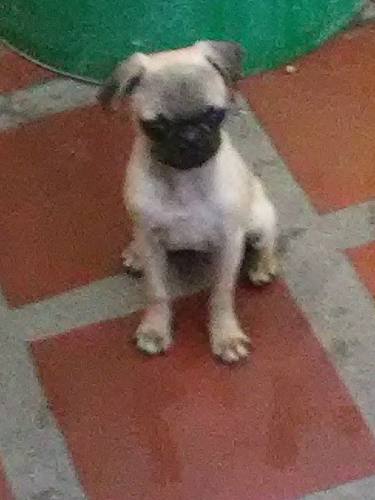 Se Vende Pug Carlino (cachorro)