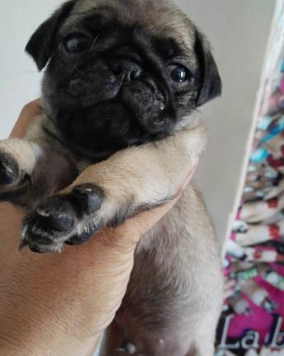 Vendo Cahorro D Pug