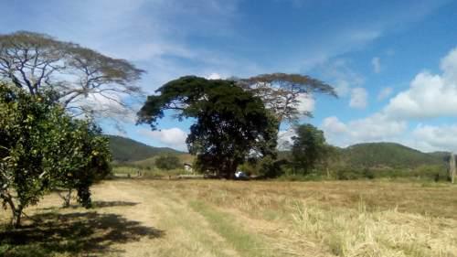 Plantas De Limoncillo