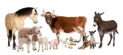 Alimentos Animales