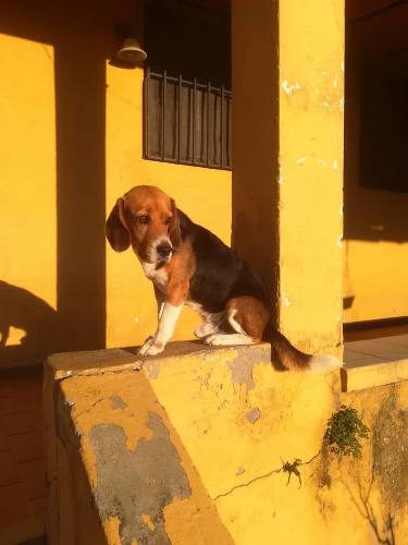 Aproveche Vendo Bella Cachorra De Beagles Nacida 