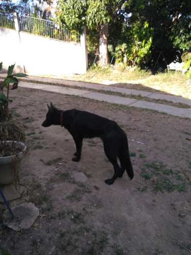 Cachorro Pastor Alemán Sable 10 Meses. Padres Con Pedigree.