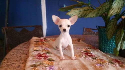 Hermosa Cachorra Chihuahua Con Pedigree