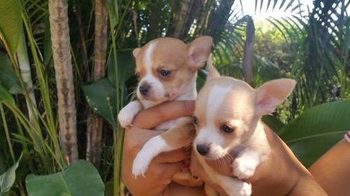 Hermosos Cachorros Chihuahuas Con Pedigree
