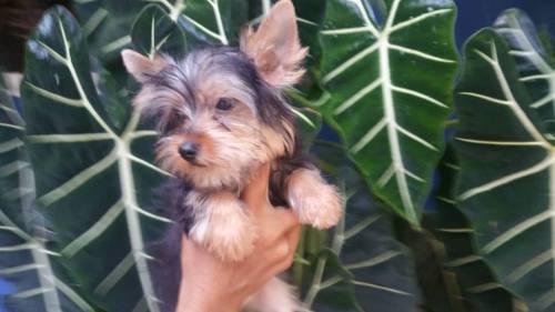 Hermosos Cachorros Yorkshire Terrier Tea Cup Con Pedigree