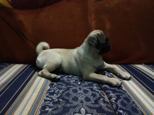 Lindas Cachorras Pug Carlino